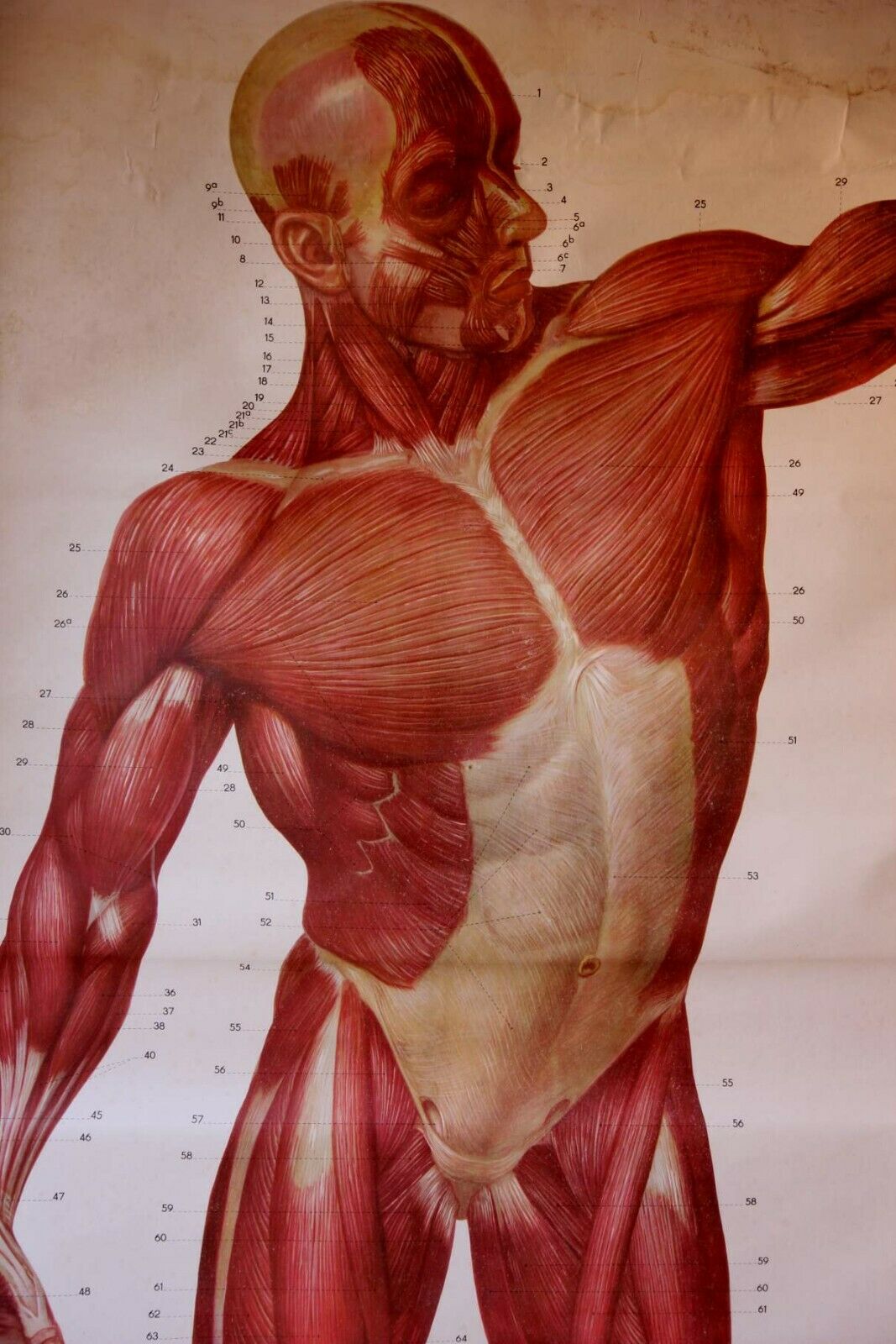 human muscle anatomy thoraz