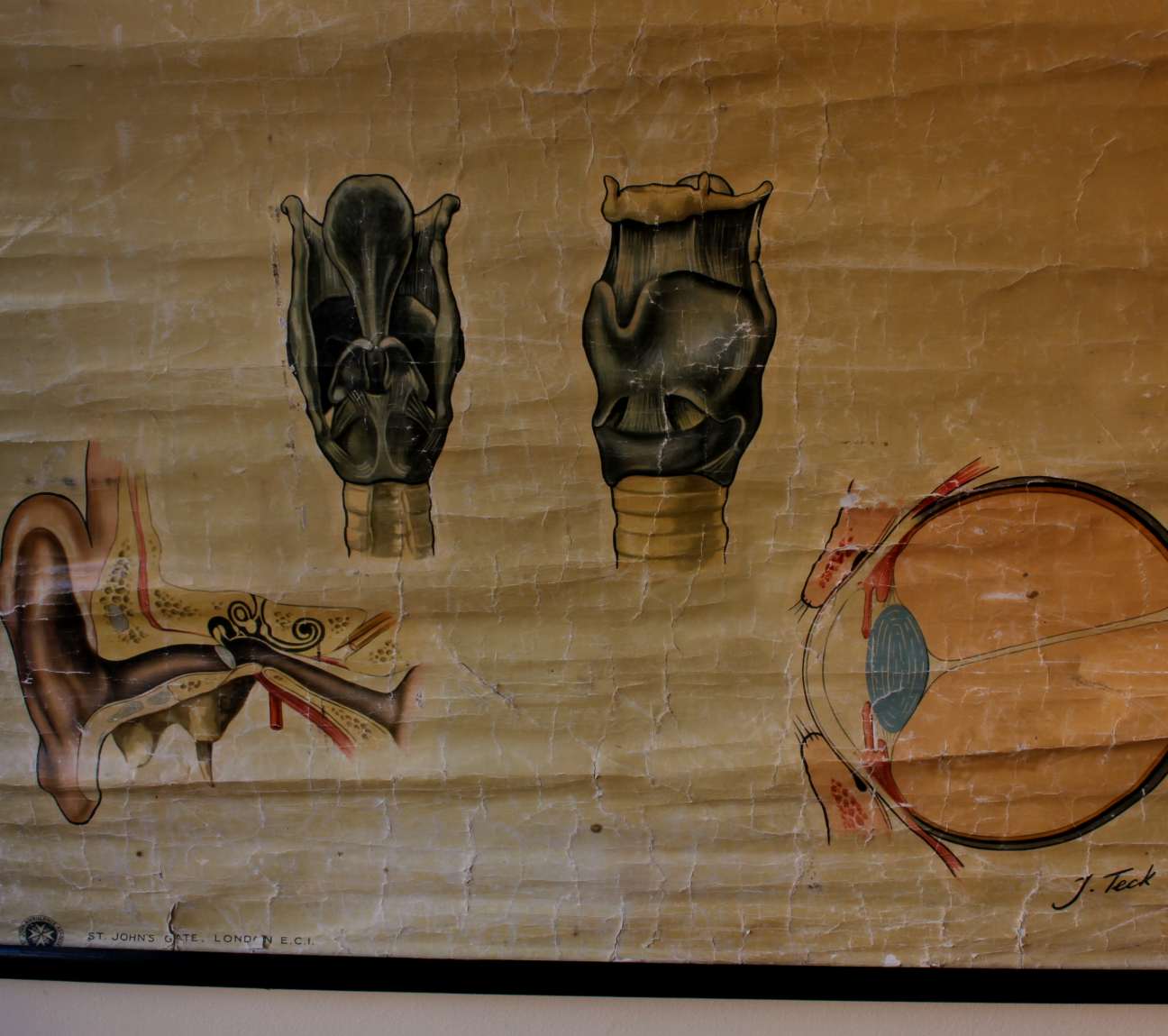 1940 Ears Nose Throat Human Anatomy St John Ambulance Wall Chart Poster.