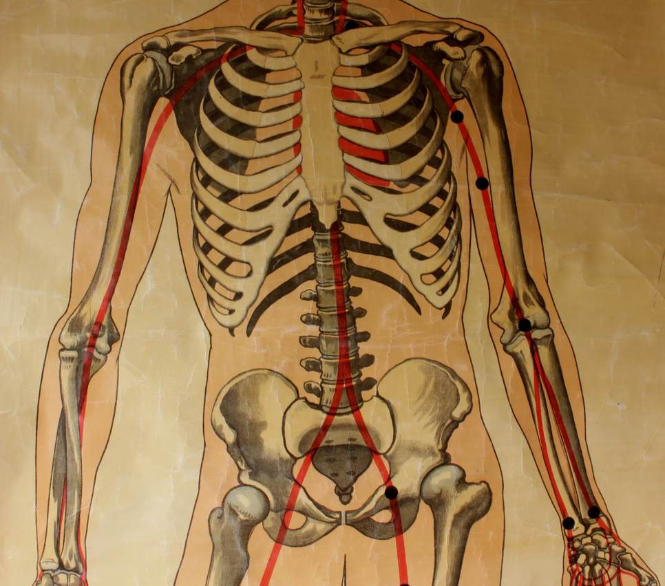 Anatomy Human Body Male Wall Chart. Anatomical Decorative Man Poster.