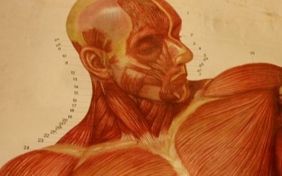 Anatomical Muscle Chart