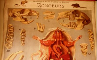 Rongeurs Rat Chart