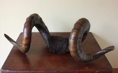 Victorian Rams Horns Taxidermy