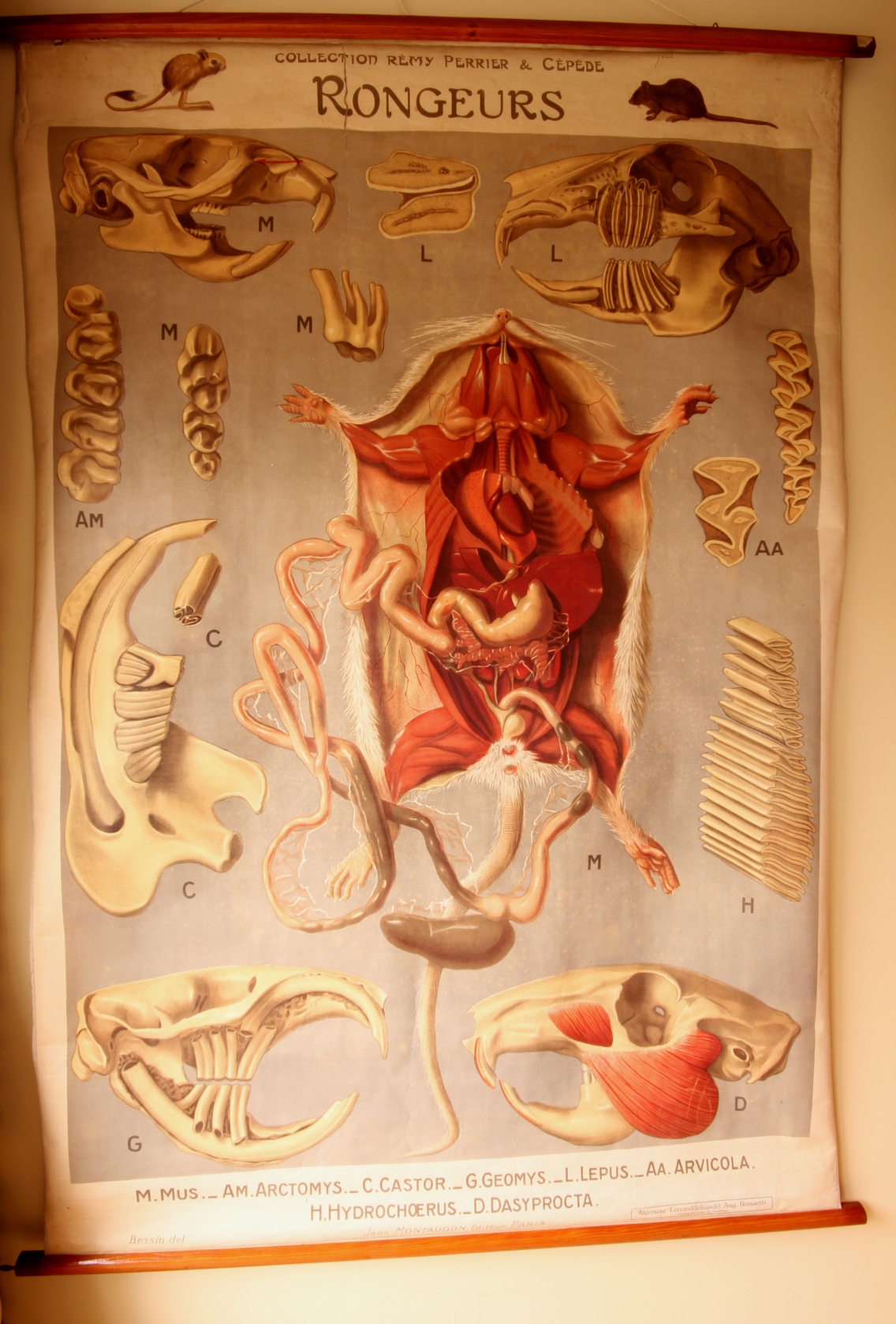 French Remy Perrier Cepede Paris Rat Anatomy Chart Rongeur Rodent.