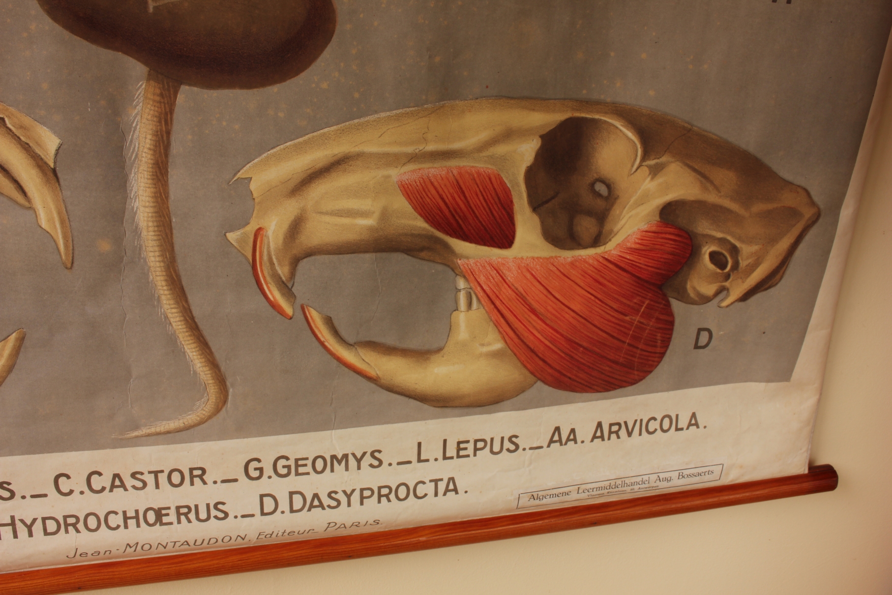 French Remy Perrier Cepede Paris Rat Anatomy Chart Rongeur Rodent.