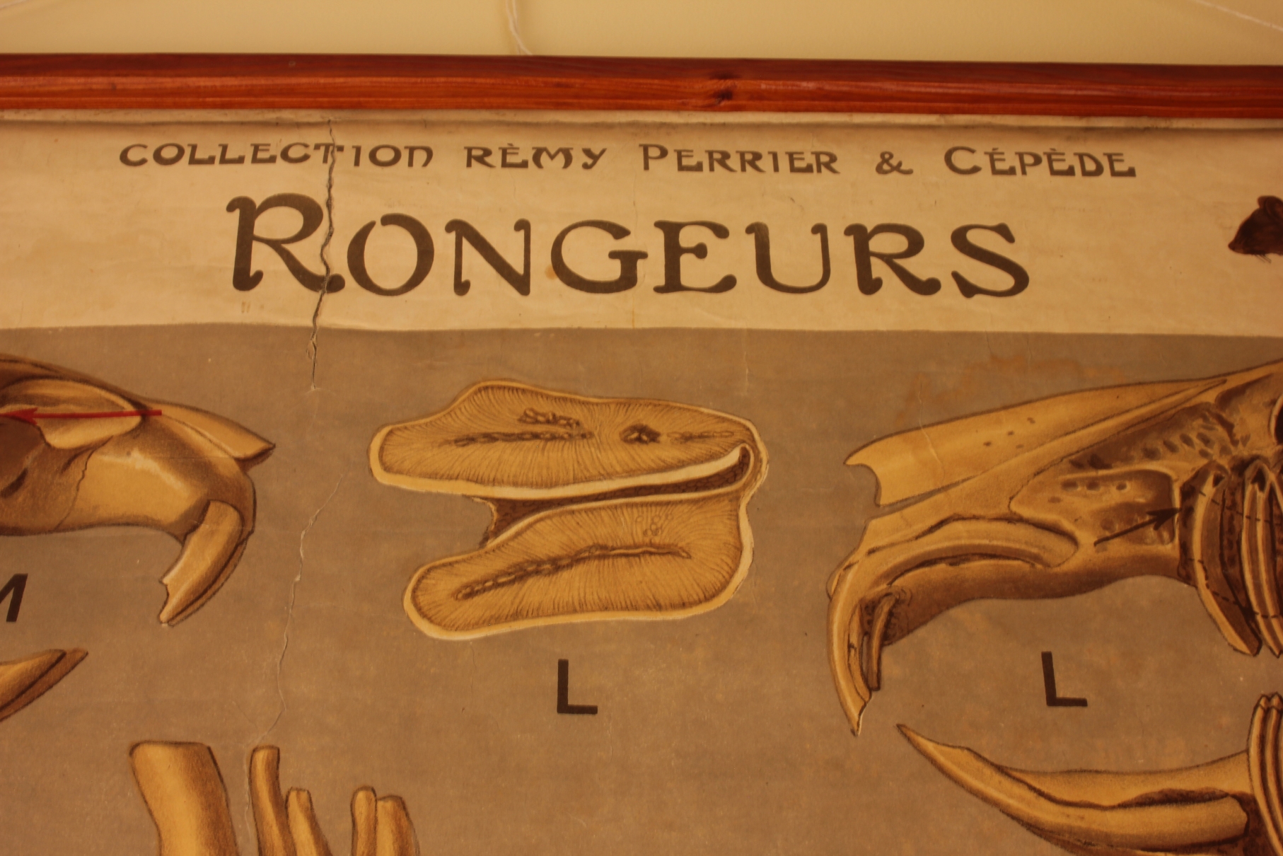 French Remy Perrier Cepede Paris Rat Anatomy Chart Rongeur Rodent.